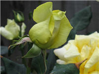 Buttercream rose bud detail